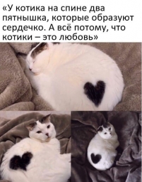мемы про котов и кошек, сердечко на кошечке, черное