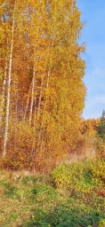 Деревья, осень, россия, красиво