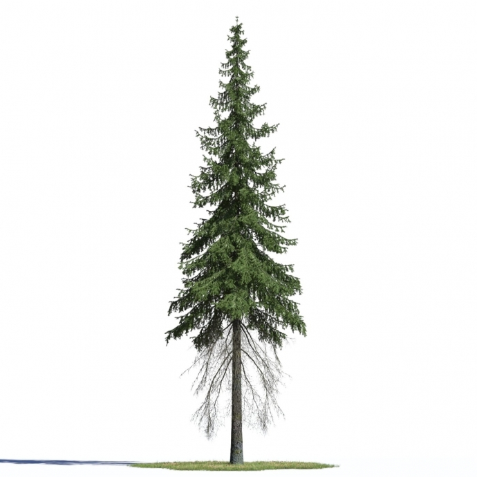 Сборник моделей хвойных деревьев (3ds max)