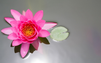 HD обои: Розовый цветок, лотос, пруд, водяная лилия, лист