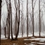 Зимние пейзажи в лесу. Фотоальбом