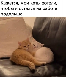 Коты обнимаются, милашки