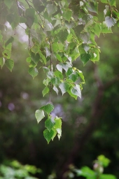 Фото: берёза, листья свисают и ветви