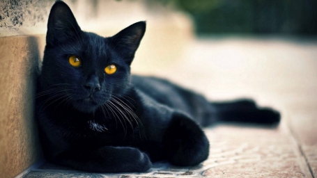 Черное Животное, Лежащая Кошка