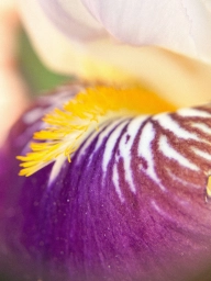 Фотография с айфон 11 + макро, цветок