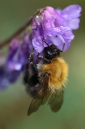 Пчела на красивом цветке фиолетового цвета