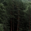 Лес в Башкирии красиво, фото, массивы лесные