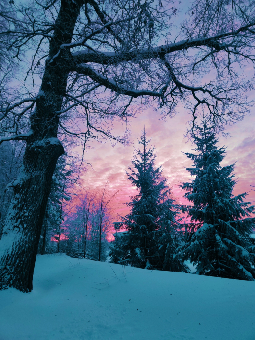 Красивая Фотография Природы: лес, закат, розовое небо, снежно, зима