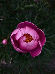 Фото розового цветка, бутона