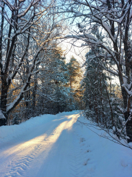 Зима, снежно, дорога через лес. Красиво.
