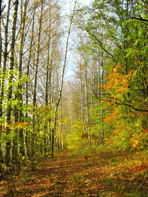 Природа России. Лес. Осень