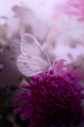 Красиво, бабочка