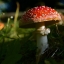 closeup_mushrooms_nature_amanita_red_604311_6000x4000