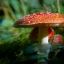 mushrooms_nature_closeup_amanita_bokeh_red_604344_3840x2560