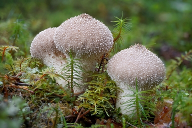 Фото грибов mushrooms_nature_closeup_warty_puffball_moss_599097_3840x2560