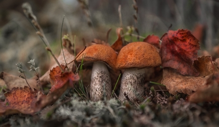 Красивые грибочки, фото арт, в лесу ростят
