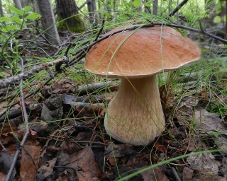 Гриб в лесу, По-моему белый гриб