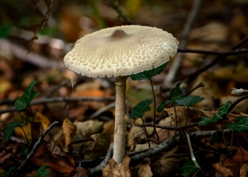 Грибы mushrooms_nature_closeup_slender_parasol_branches_596355_3840x2743