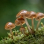 Маленькие грибы mushrooms_nature_closeup_clustered_bonnets_moss_596379_4562x3213