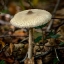 Грибы mushrooms_nature_closeup_slender_parasol_branches_596355_3840x2743