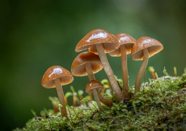Маленькие грибы mushrooms_nature_closeup_clustered_bonnets_moss_596379_4562x3213