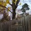 Белочка на дереве, с мобильного VIVO Y31
