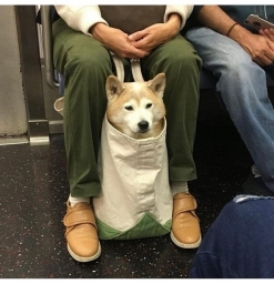Собачка в пакете в метро | приколы, юморы