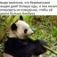 Панда, прикол, беременная