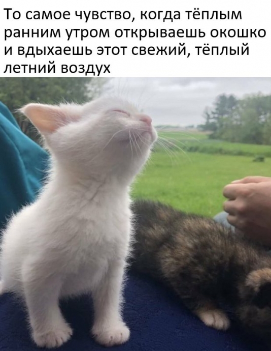 Милый мем к про котёнка белого цвета, вздыхает воздух