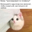 Мемы про котов, маленький жду