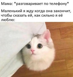 Мемы про котов, маленький жду