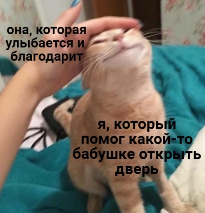 Ме м ы про кошек и котов