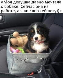 Мемы, шутки и приколые, самые всякие, собака в машине в сумке, милашка ,милая