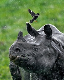 Чёрный носорог и Волоклюи. фотка