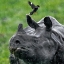 Чёрный носорог и Волоклюи. фотка