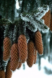 Сосновые шишки, свисают, снег на ветках и иголках деревьев