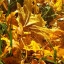 Осень, листва, желтая на траве