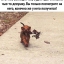 Мемы с приколами, здесь изображена собачка несущая букет цветов
