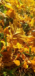 Осень, листва, желтая на траве