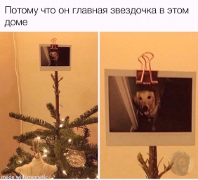 Мем, в место звезды фотография с собакой, любимчем в доме