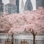 Нью Йорк, цветет