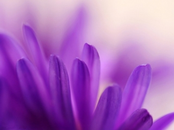 Фиолетового цвета растения. Цвет: фиолетовый