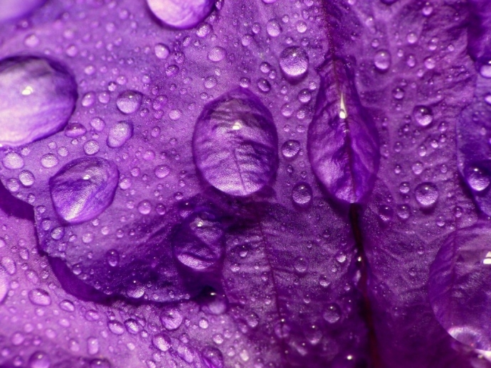 Капли воды на фиолетовом цветке