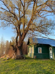 Дерево, дом, природа, Россия