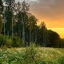 Лес, закат, Россия, фото. Природа