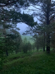 Лес на Алтае. Россия.