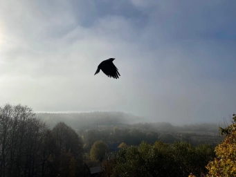 Птица летит в небе. Россия. Фото