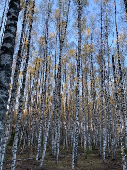 Берёзы, Россия, лес