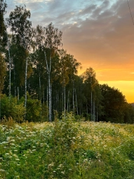 Лес, закат, Россия, фото. Природа
