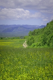 Сахалинская область. Природа, зелень